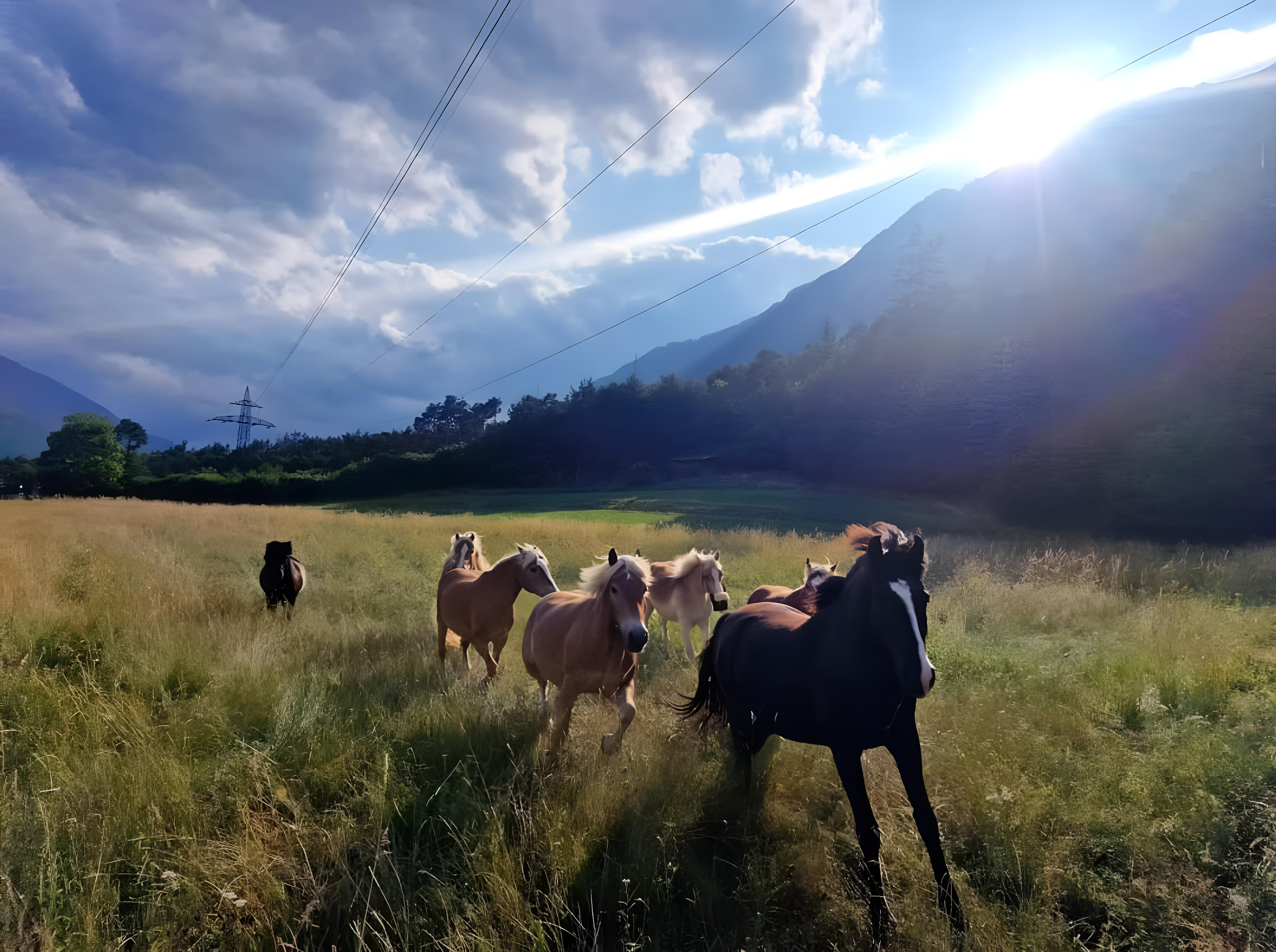 Pferde auf der Weide
