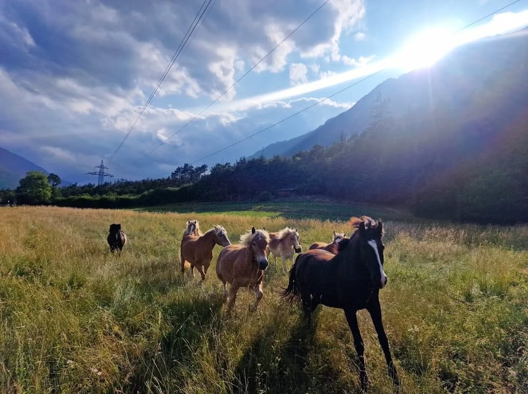 Pferde auf der Weide